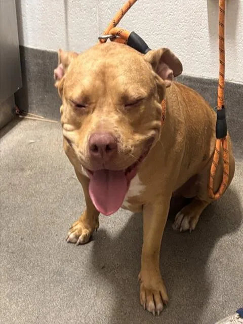 A young medium-sized female Pit Bull Terrier dog named Kiko for adoption in Upper Marlboro, MD