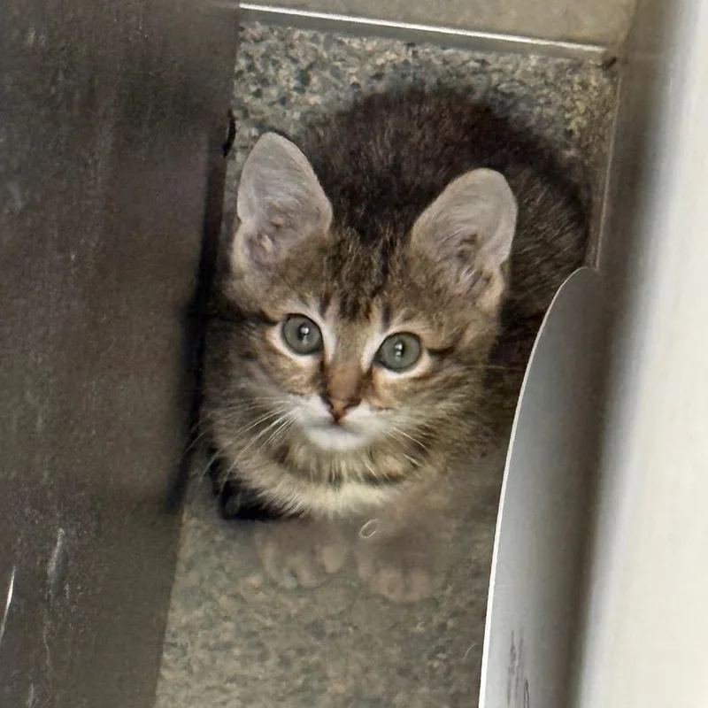 A baby small-sized male Brown / Chocolate Domestic Short Hair cat named Red Chili Flake for adoption in Jacksonville, FL
