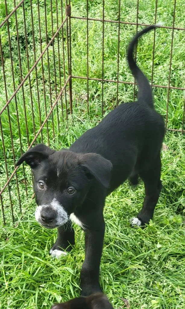 A baby medium-sized male Collie dog named Justice for adoption in Fond Du Lac, WI