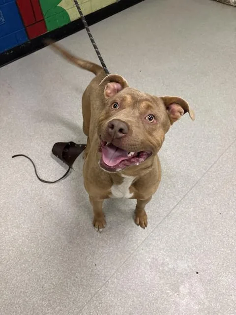 A young large-sized male Pit Bull Terrier dog named Biscuit for adoption in Indianapolis, IN