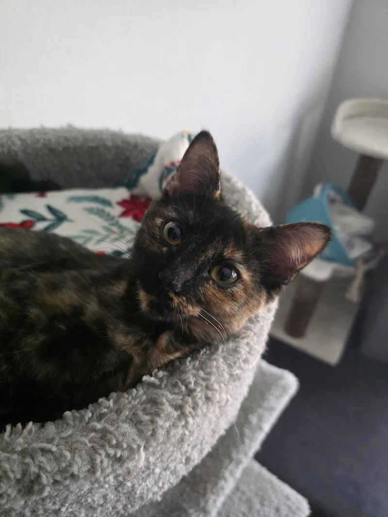A baby medium-sized female Domestic Short Hair cat named Ethel for adoption in Frisco, TX