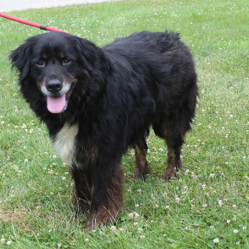 An adult large-sized female Tricolor (Brown, Black, & White) Border Collie dog named Bella for adoption in Heath, OH