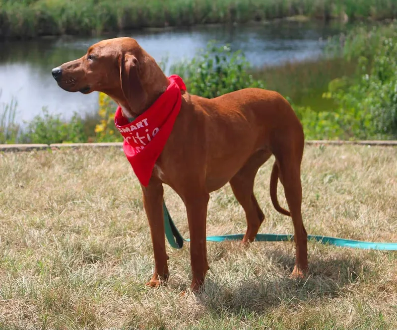 A young medium-sized female Red / Chestnut / Orange Redbone Coonhound dog named Lucy for adoption in Stuarts Draft, VA
