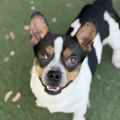 A young small-sized male French Bulldog dog named Goober for adoption in Sacramento, CA