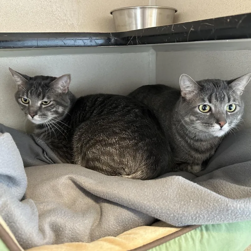 An adult large-sized male Gray / Blue / Silver American Shorthair cat named Mudgie for adoption in Durango, CO