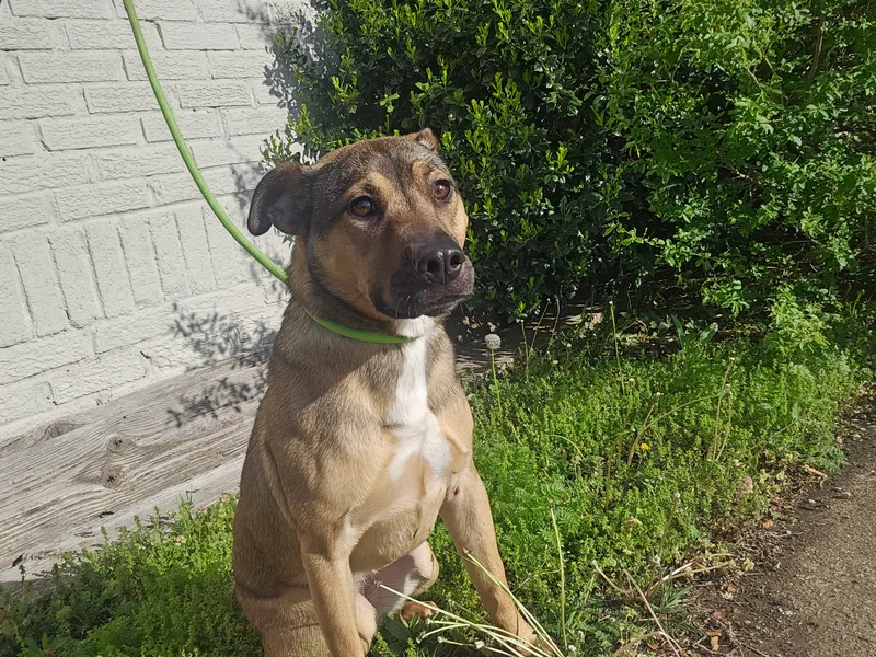 Nugget Aka Jayne thumbnail 2