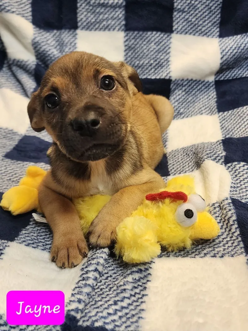 Nugget Aka Jayne thumbnail 3