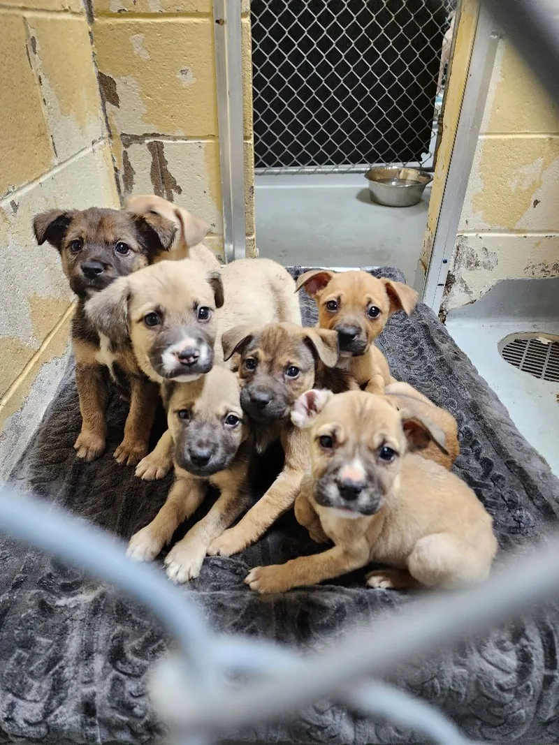 Nugget Aka Jayne thumbnail 5