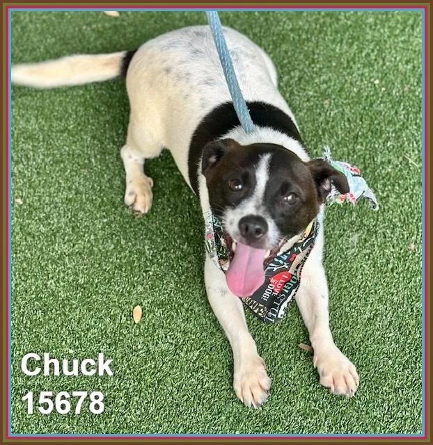 Chuck thumbnail 2