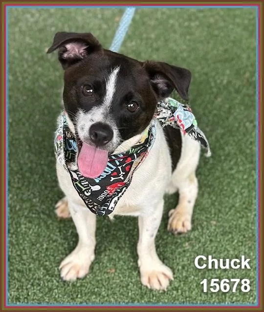 Chuck thumbnail 3