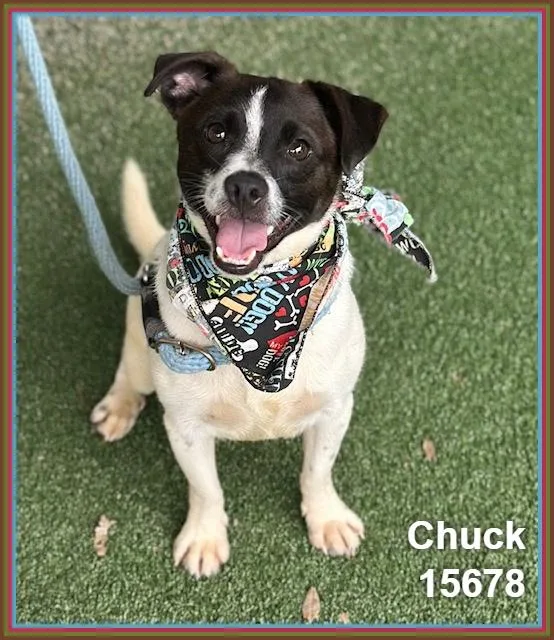 Chuck thumbnail 4
