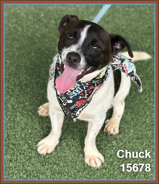 Chuck thumbnail 5