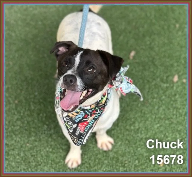 Chuck thumbnail 6