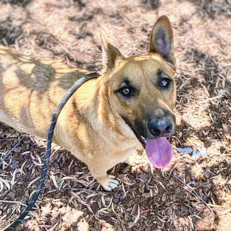A young large-sized female Pit Bull Terrier dog named Adelia for adoption in Oakland, CA
