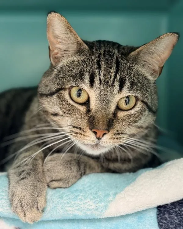 An adult small-sized male Domestic Short Hair cat named Marvin for adoption in Novato, CA