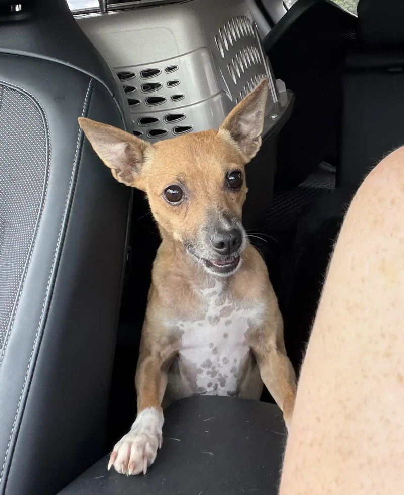 A young medium-sized male Rat Terrier dog named Jack for adoption in Orlando, FL