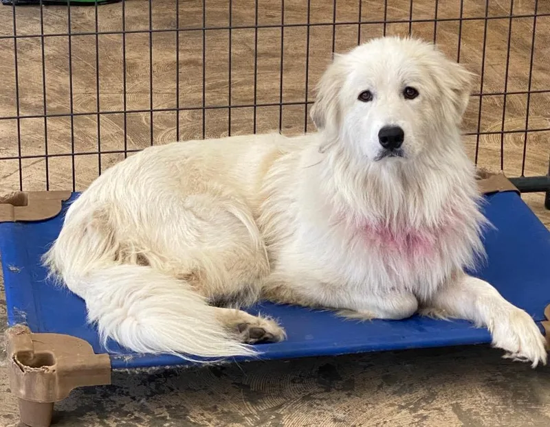 An adult large-sized female Great Pyrenees dog named Sweetpeadixie for adoption in St. Augustine, FL