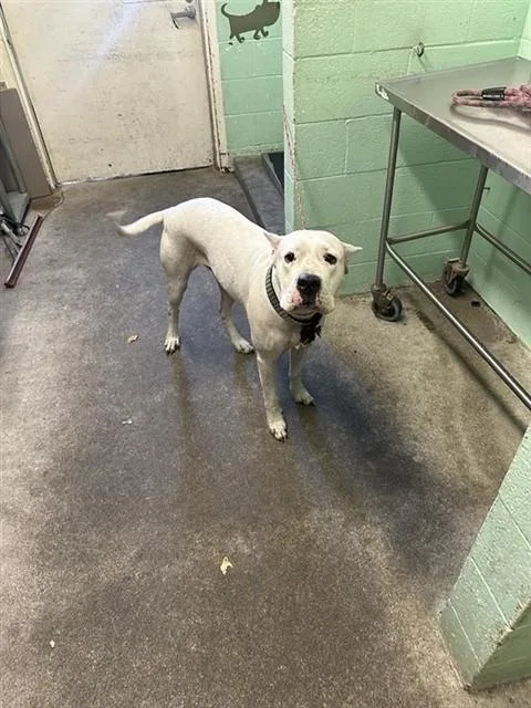 An adult large-sized female Dogo Argentino dog named Chanel for adoption in Sacramento, CA