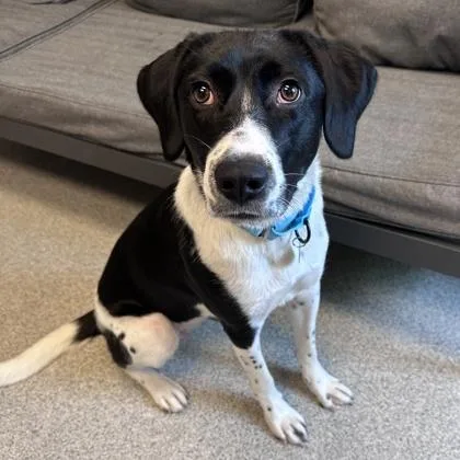 An adult medium-sized female Mixed Breed dog named Molly for adoption in Lansing, MI