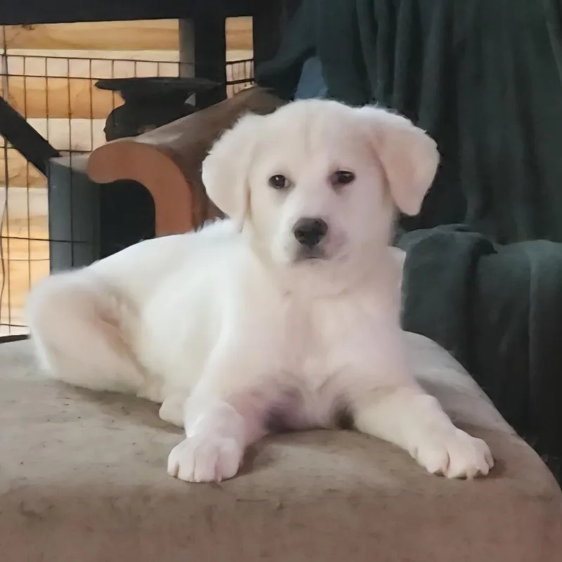 A baby small-sized female White / Cream Great Pyrenees dog named Winslet for adoption in Fredericksburg, VA
