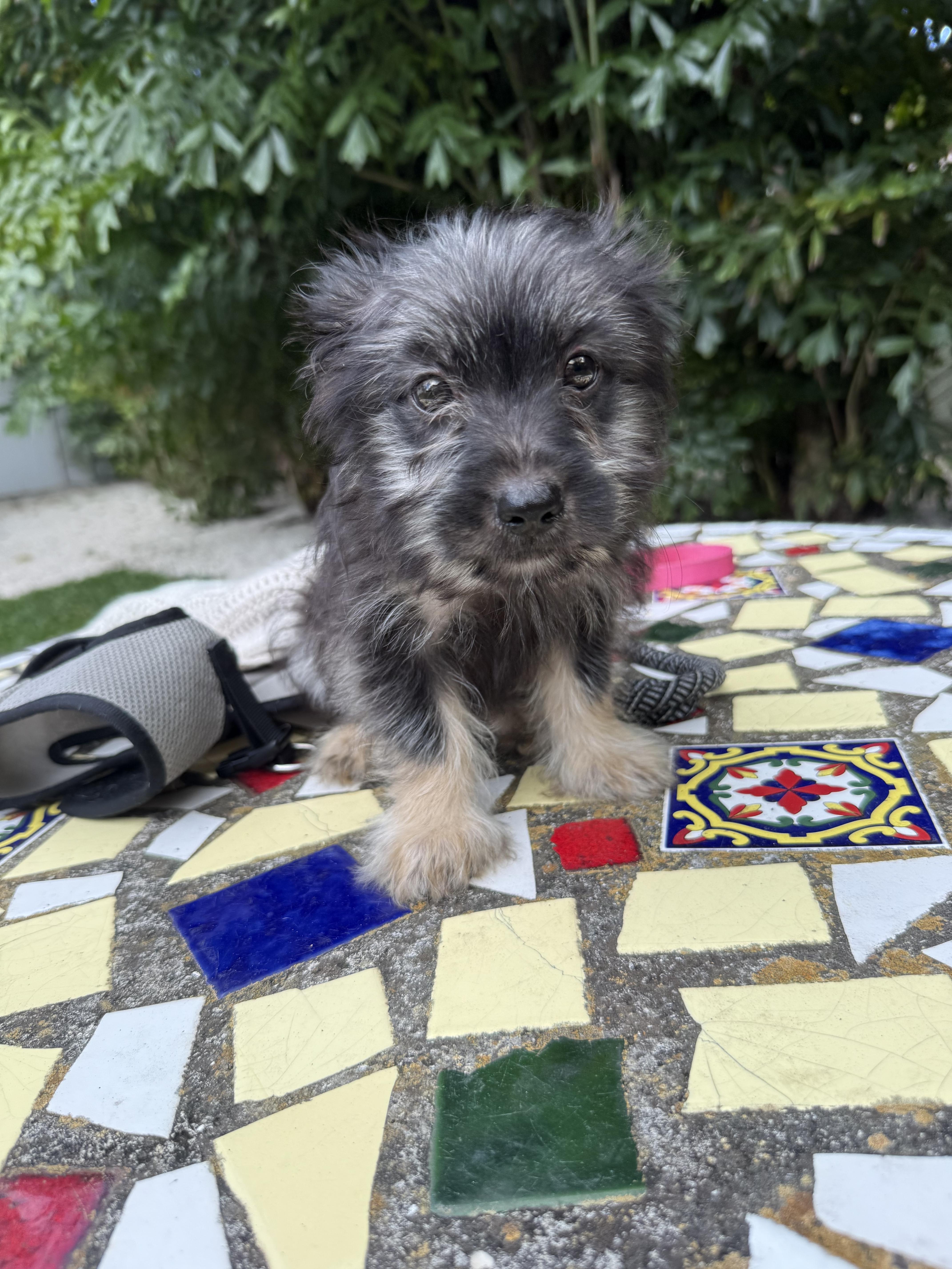 A baby small-sized male Yorkshire Terrier dog named Max for adoption in Miami, FL