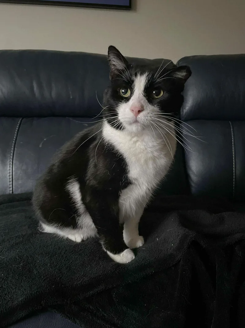 An adult large-sized male Black & White / Tuxedo Domestic Short Hair cat named Trooper for adoption in Pittsburgh, PA