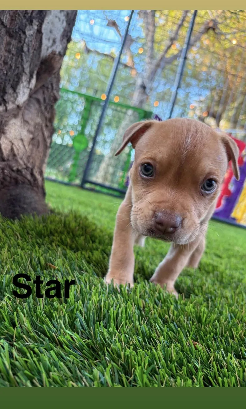 A baby medium-sized female American Staffordshire Terrier dog named Luna's Stars  Star for adoption in San Diego, CA