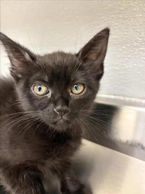 A baby small-sized female Domestic Short Hair cat named Sprinkle for adoption in Las Vegas, NV