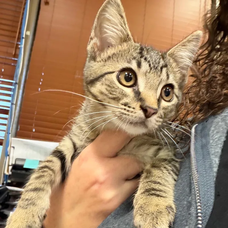 A baby small-sized male Domestic Short Hair cat named Keystone for adoption in Birmingham, AL