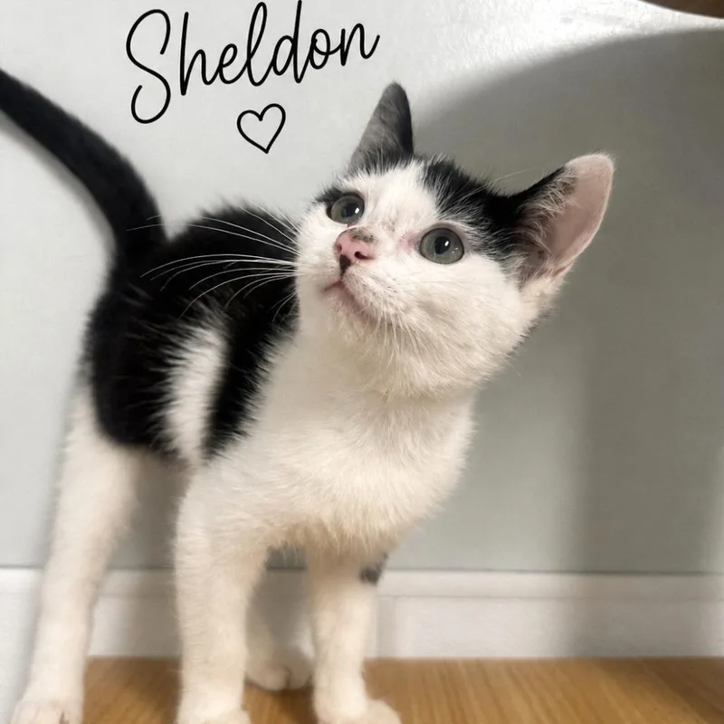 A baby small-sized male Black Domestic Short Hair cat named Sheldon for adoption in Brownsboro, AL