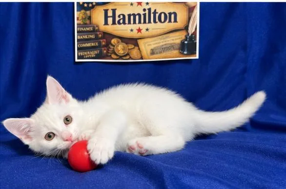 A baby small-sized male Domestic Short Hair cat named Hamilton for adoption in Goodlettsville, TN