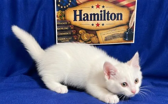 Hamilton thumbnail 3