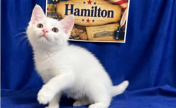 Hamilton thumbnail 4