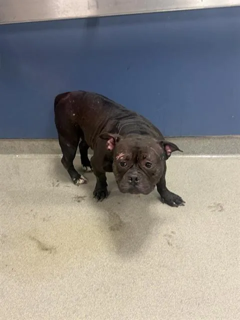 An adult medium-sized female Pit Bull Terrier dog named Kiki for adoption in Miami, FL