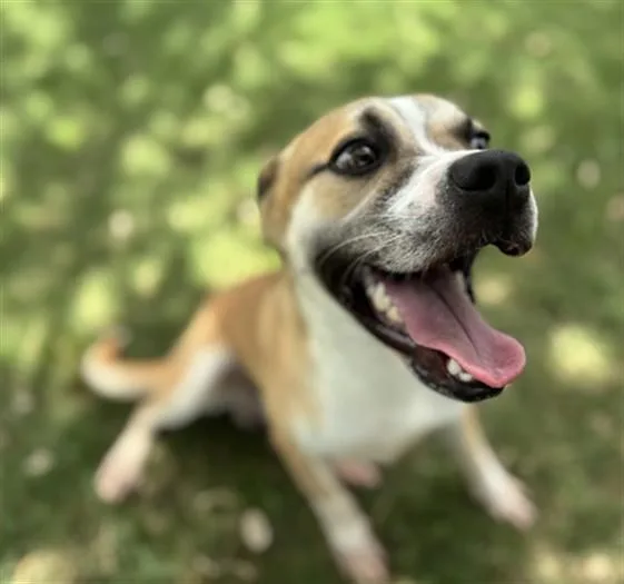 A young medium-sized male Beagle dog named Snoopy for adoption in Texas City, TX
