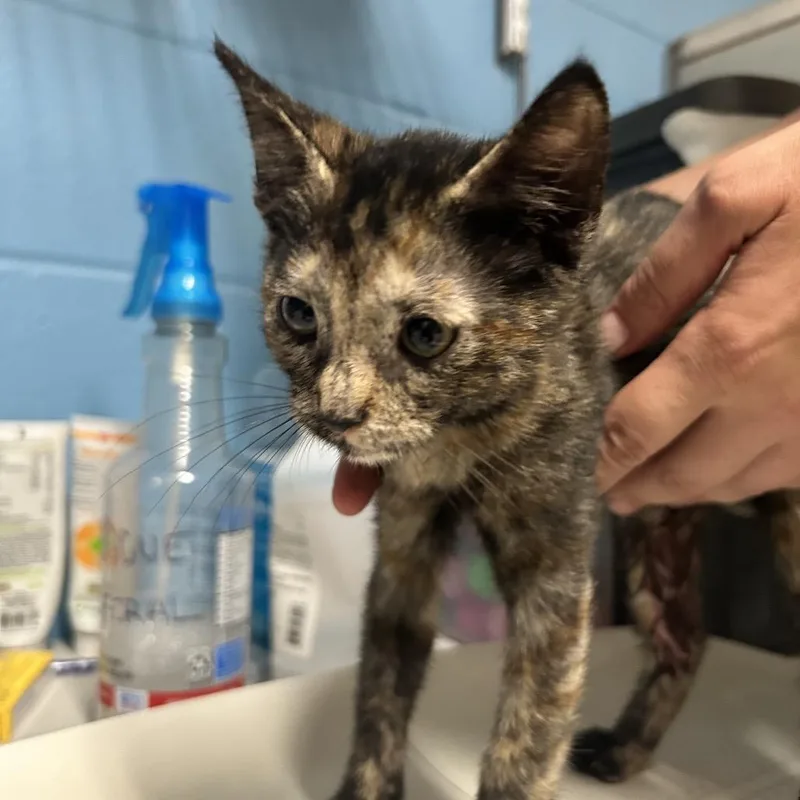 A baby small-sized female Brown / Chocolate Domestic Short Hair cat named Rosalina for adoption in Newport, NC