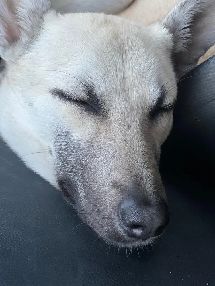 Bella  Located In thumbnail 2