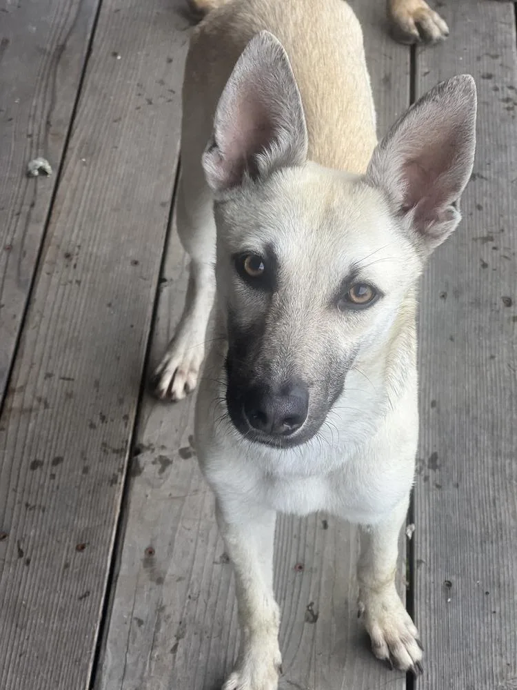 Bella  Located In thumbnail 3