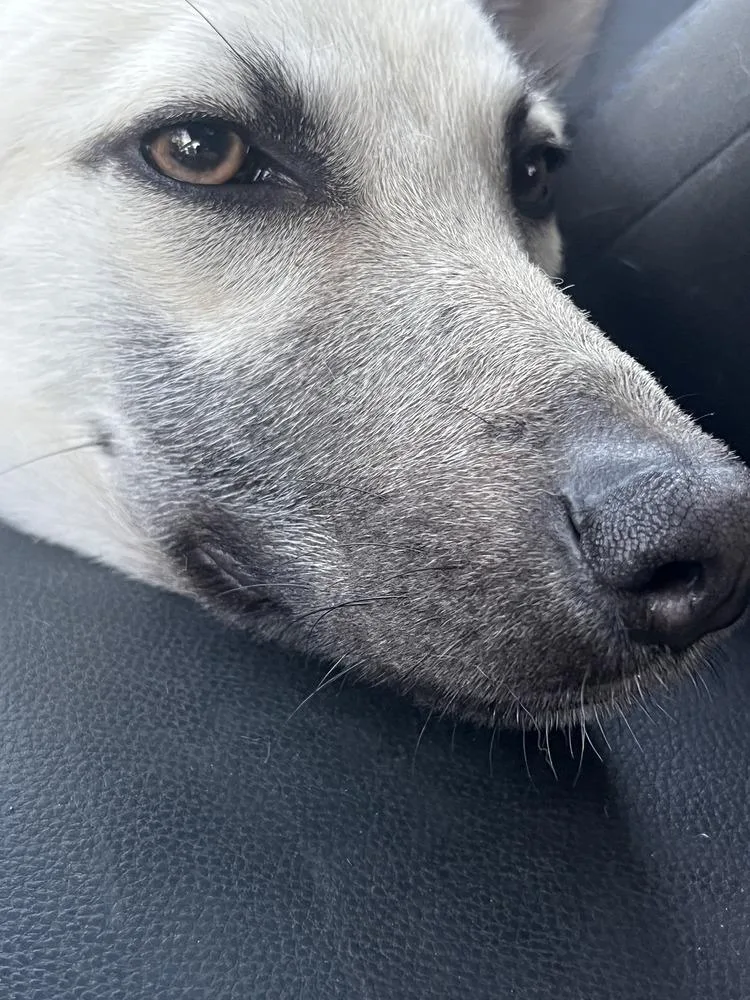 Bella  Located In thumbnail 4