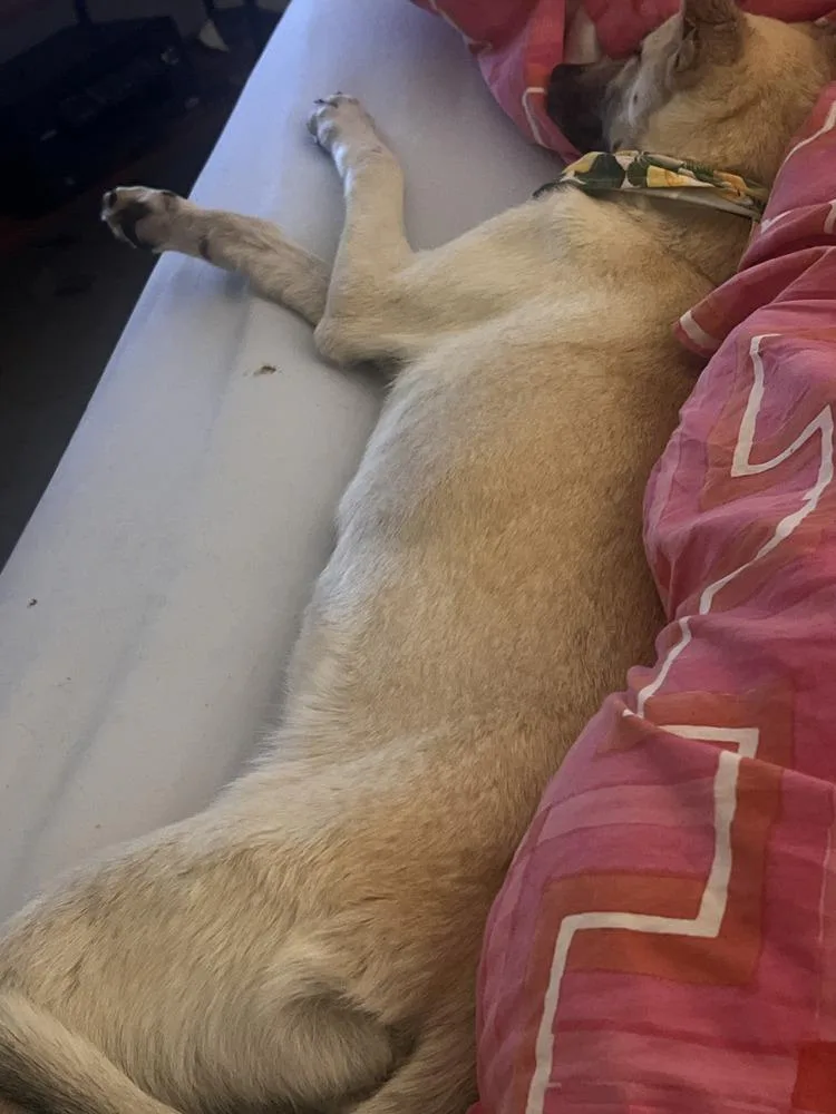 Bella  Located In thumbnail 5