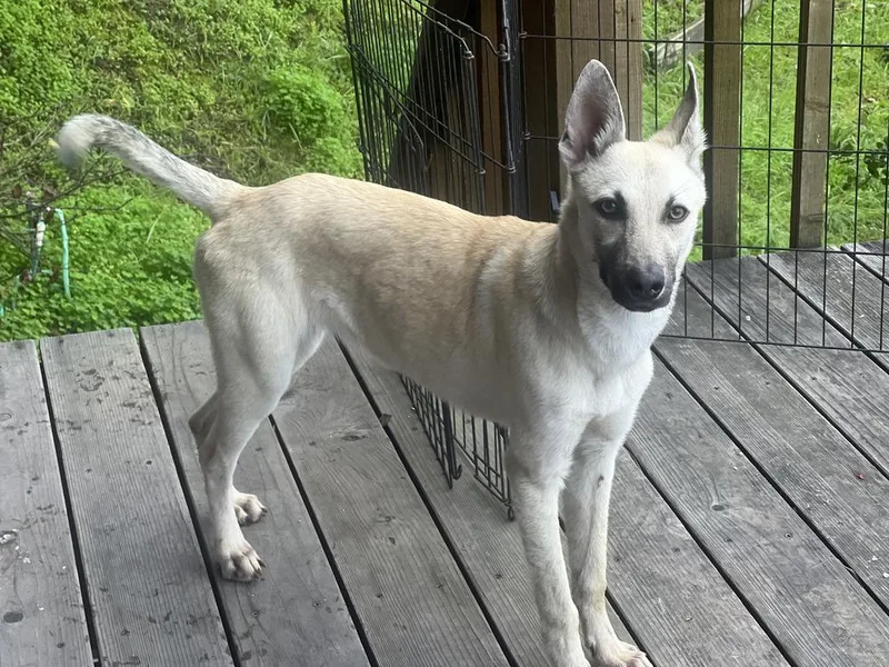 Bella  Located In thumbnail 6