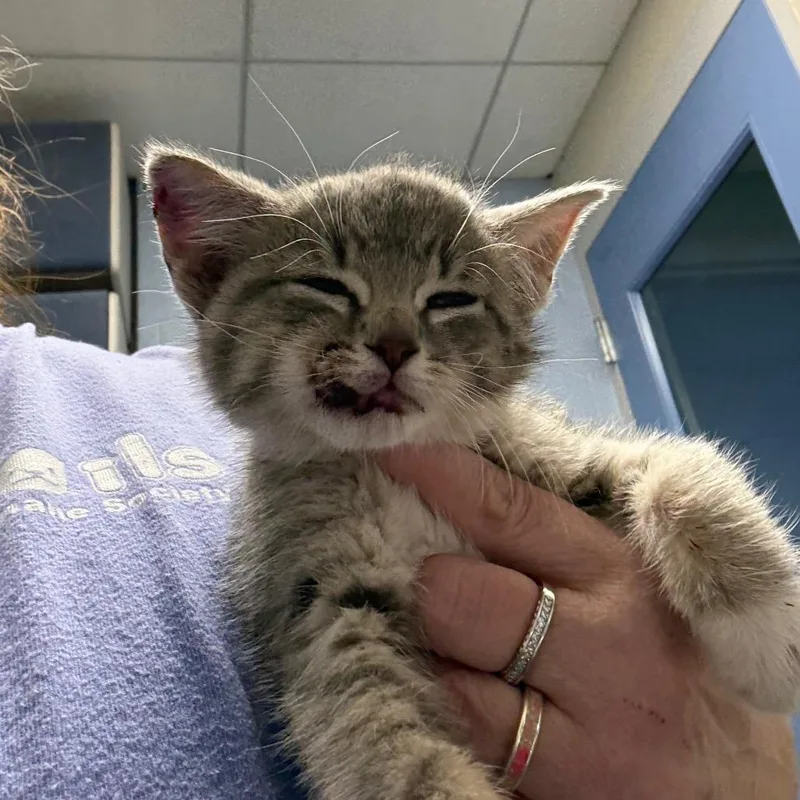 A baby small-sized female Gray / Blue / Silver Domestic Short Hair cat named Lucy Gray for adoption in DeKalb, IL