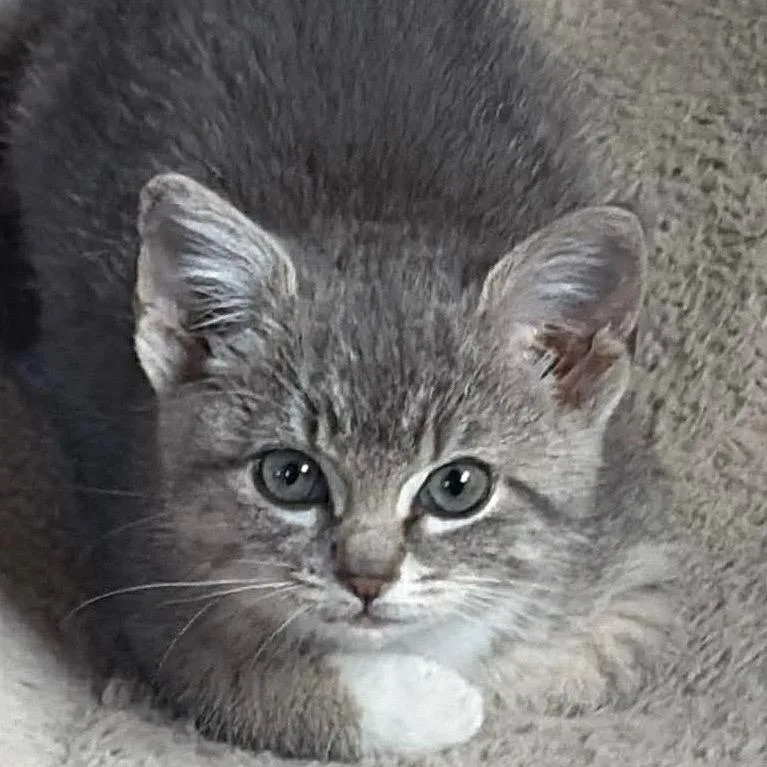 Lucy Gray thumbnail 2