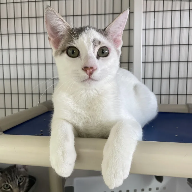 A baby medium-sized male White Domestic Short Hair cat named Harwich for adoption in Colonia, NJ