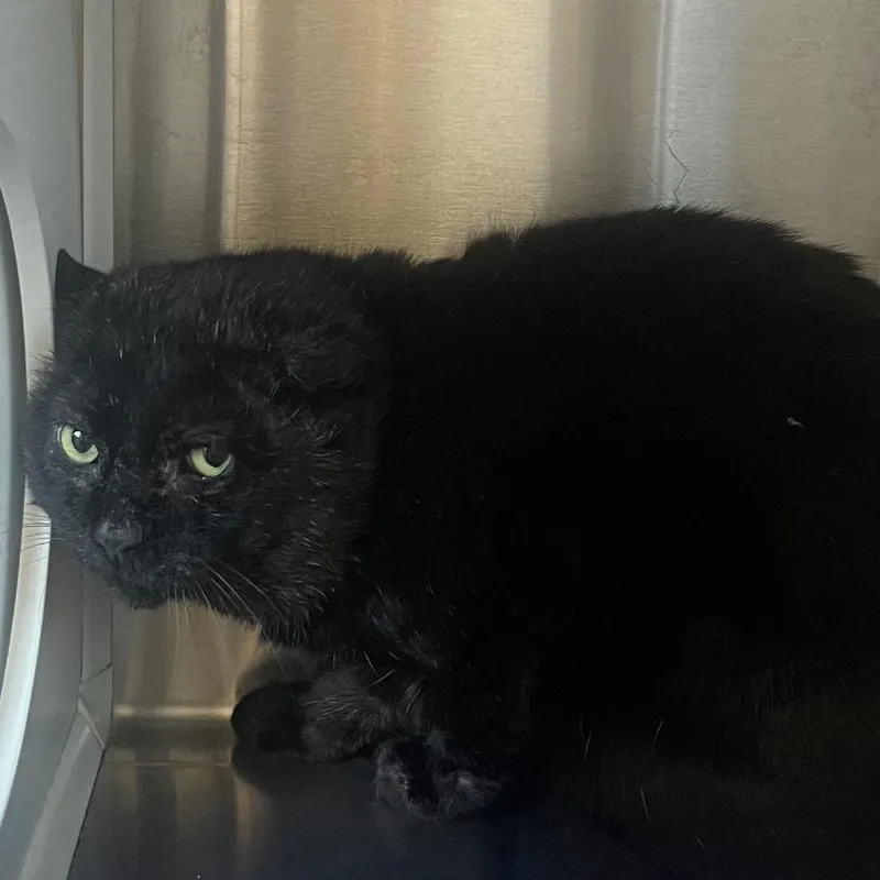 Frank Gallagher thumbnail 2