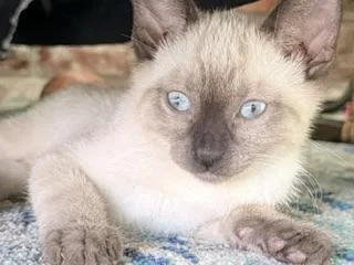 A baby small-sized male Siamese cat named Brick for adoption in Parlier, CA