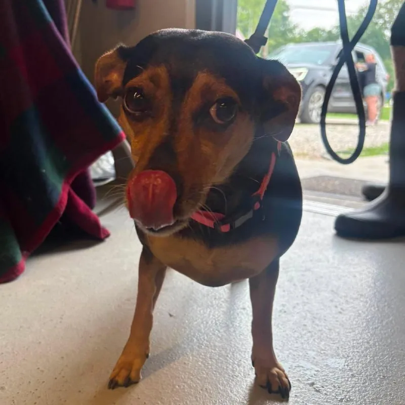 An adult medium-sized female Black Mixed Breed dog named Angel for adoption in Huntington, WV