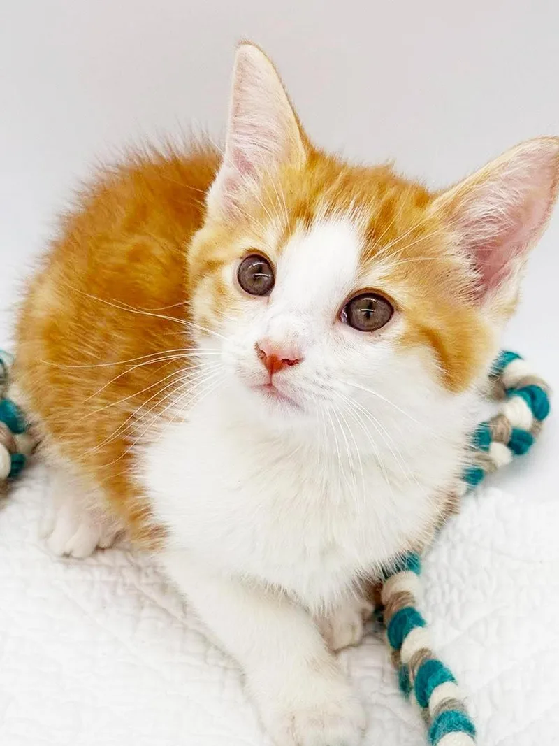 A baby small-sized male Tabby (Orange / Red) Tabby cat named Lucas  Our Lil for adoption in Bedford Hills, NY