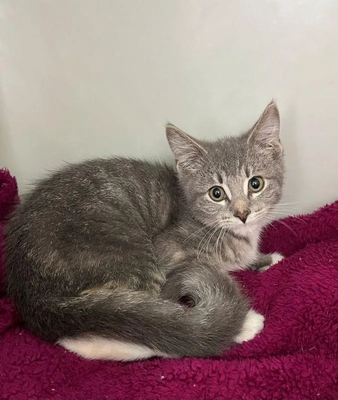 A baby medium-sized female Domestic Short Hair cat named April for adoption in Genoa, IL