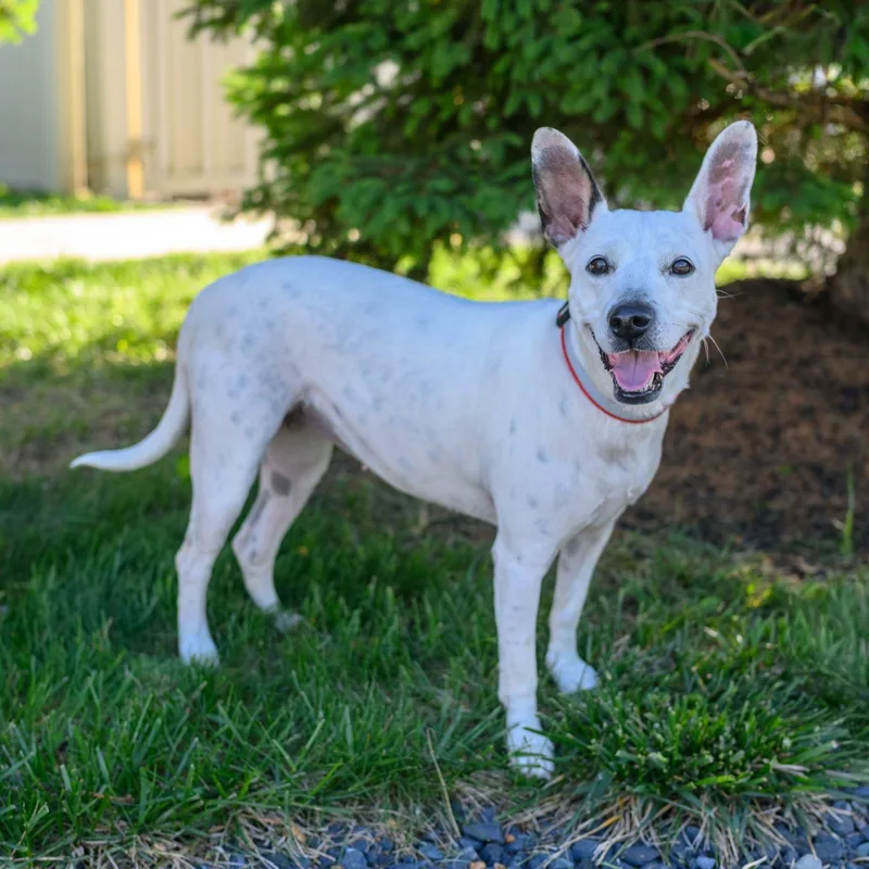 A young medium-sized female Mixed Breed dog named Tiana for adoption in Hamilton, NJ